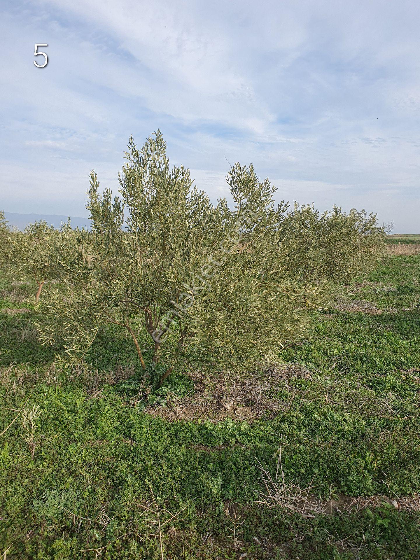 5399 Mt Kare Zeytinlik Uygun Fiyata - Görsel 9