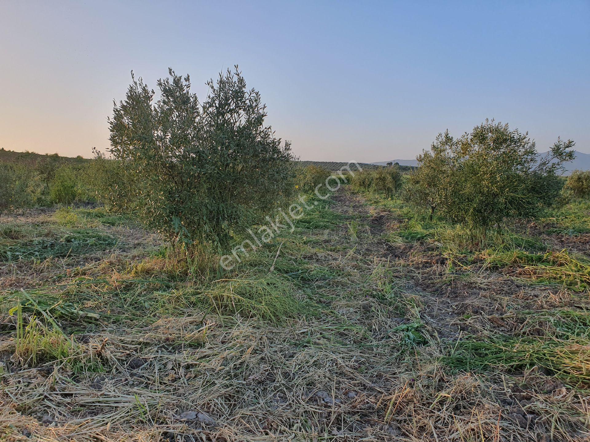 5399 Mt Kare Zeytinlik Uygun Fiyata - Görsel 19