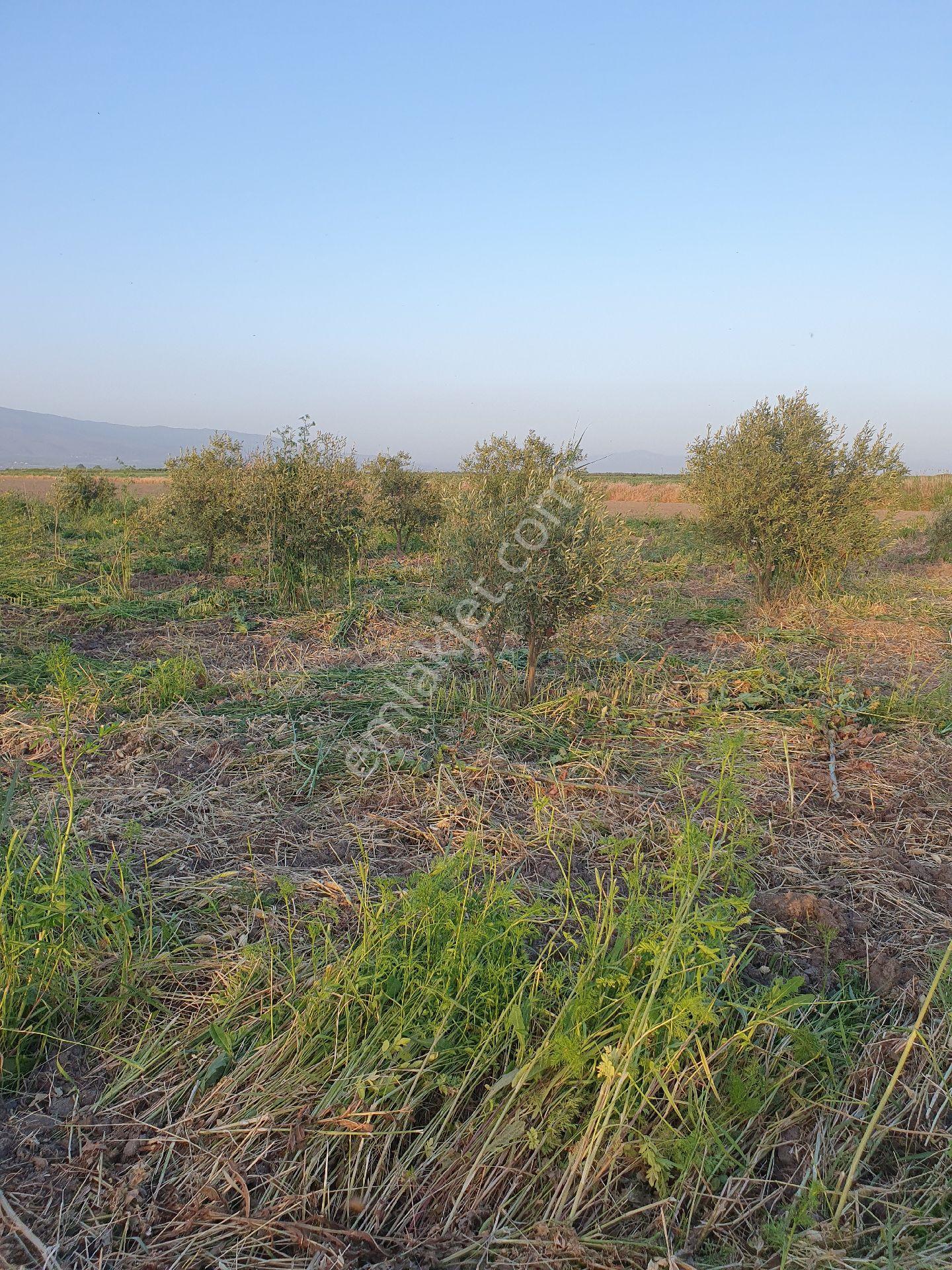 5399 Mt Kare Zeytinlik Uygun Fiyata - Görsel 26