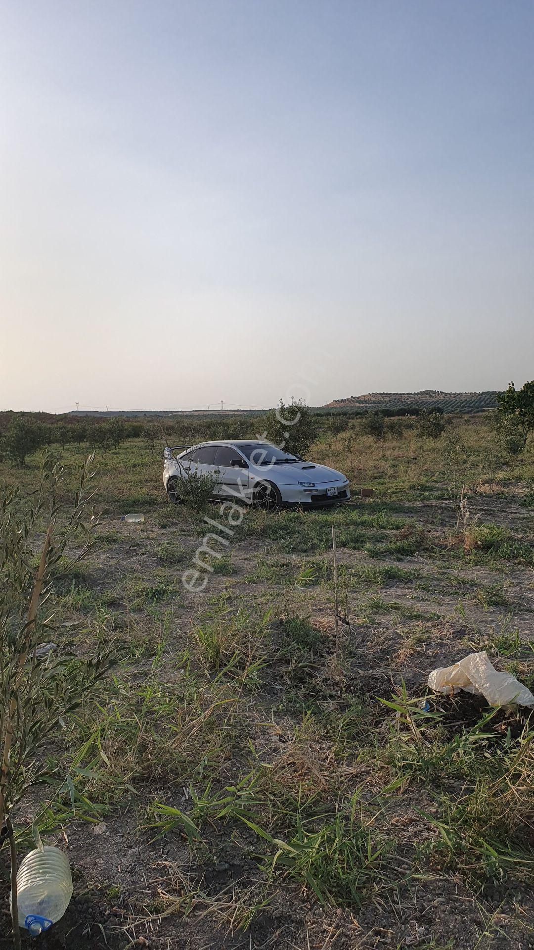 5399 Mt Kare Zeytinlik Uygun Fiyata - Görsel 16