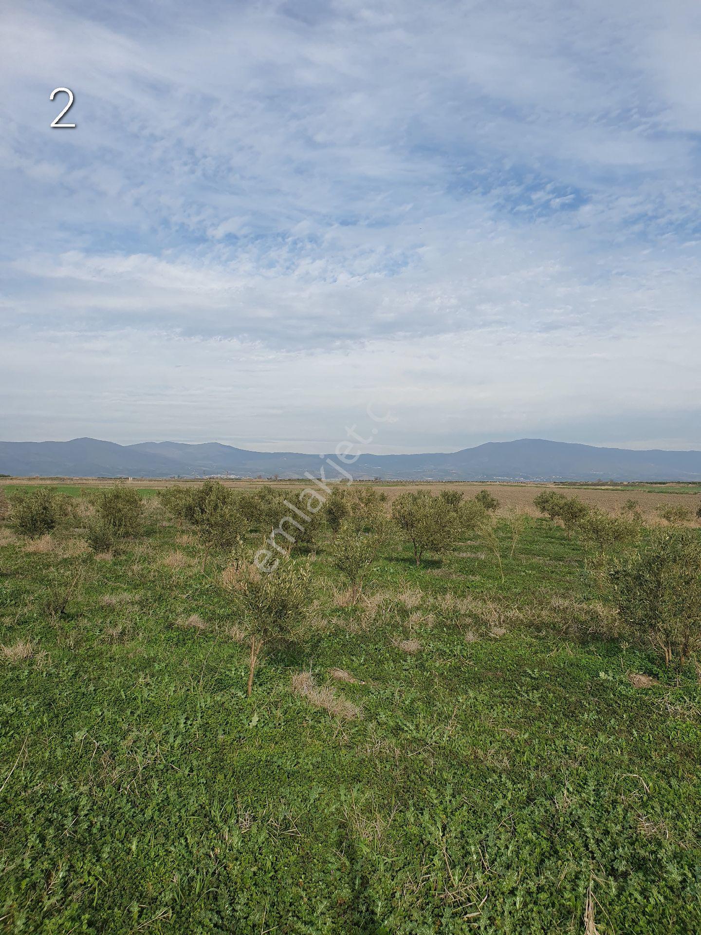 5399 Mt Kare Zeytinlik Uygun Fiyata - Görsel 14