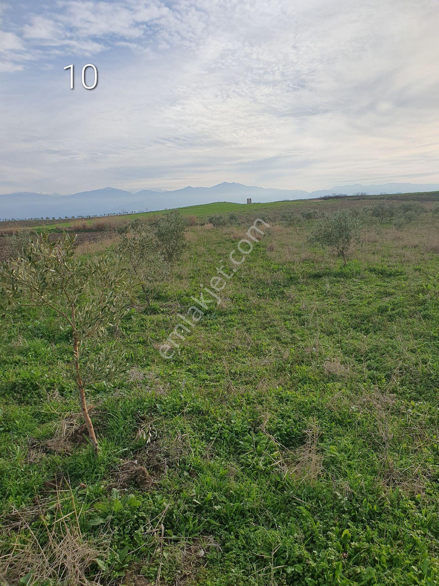 5399 Mt Kare Zeytinlik Uygun Fiyata - Görsel 15