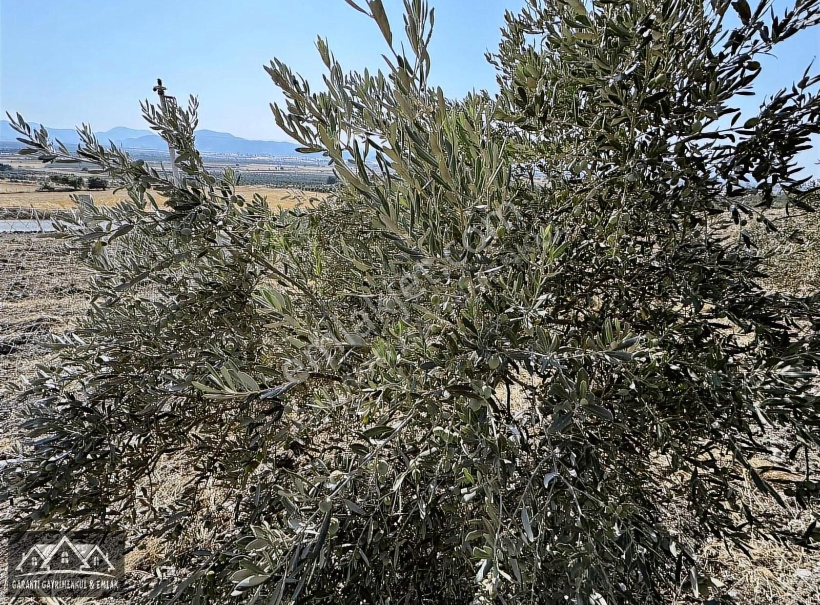 Menderes Tekeli Fevzi Çakmak Satılık Tarla GARANTİ'DEN MENDERES TEKELİDE ASFALT YOLA SIFIR 430 M2 TARLA