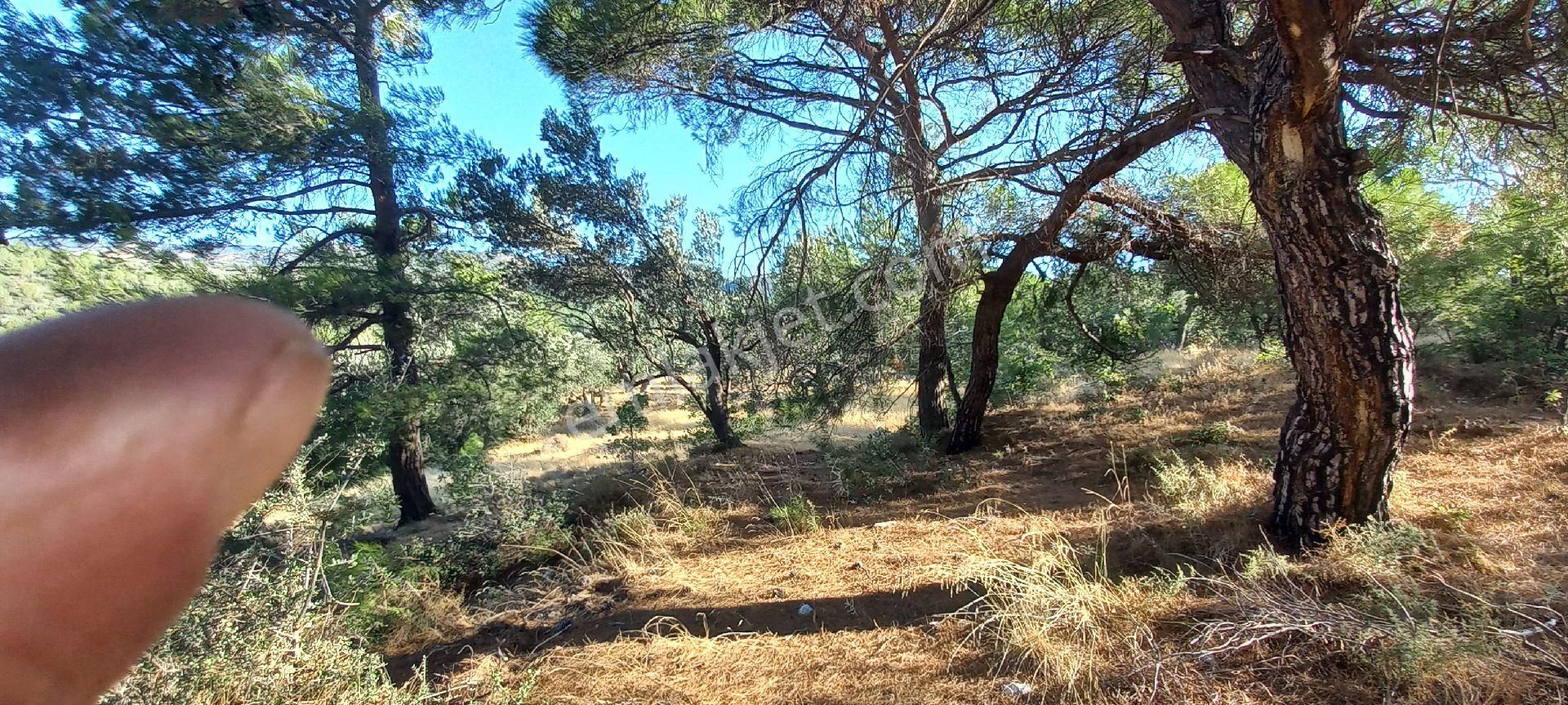 Bergama Sarıcalar Satılık Zeytinlik Satılık  müstakiltapu 