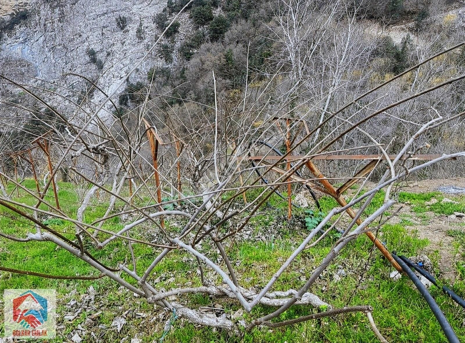 Toroslar Çağlarca Satılık Tarla BOLKAR'DAN ÇAĞLARCA'DA SATILIK KİVİ BAHÇESİ