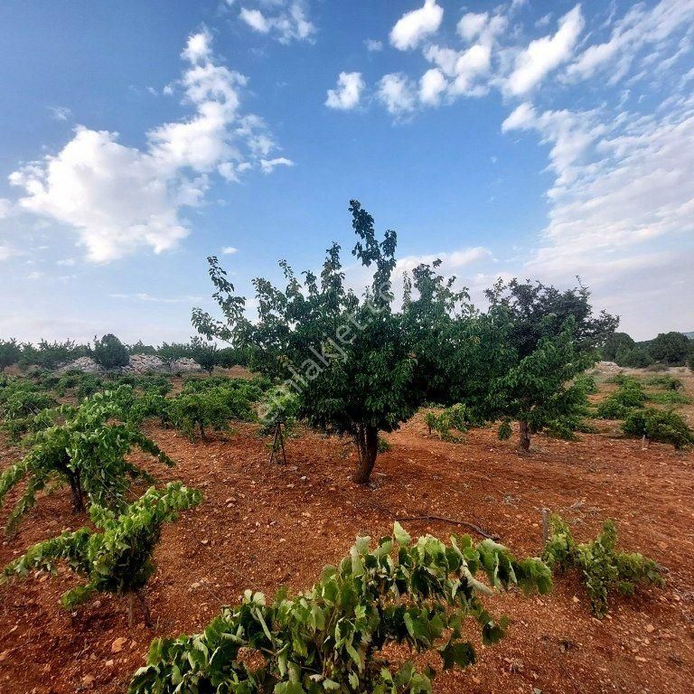 Karaman Merkez Aybastı Köyü Satılık Tarla  Karaman Aybastı(Kemran) Köyü 7053 M2 Satılık Bahçe