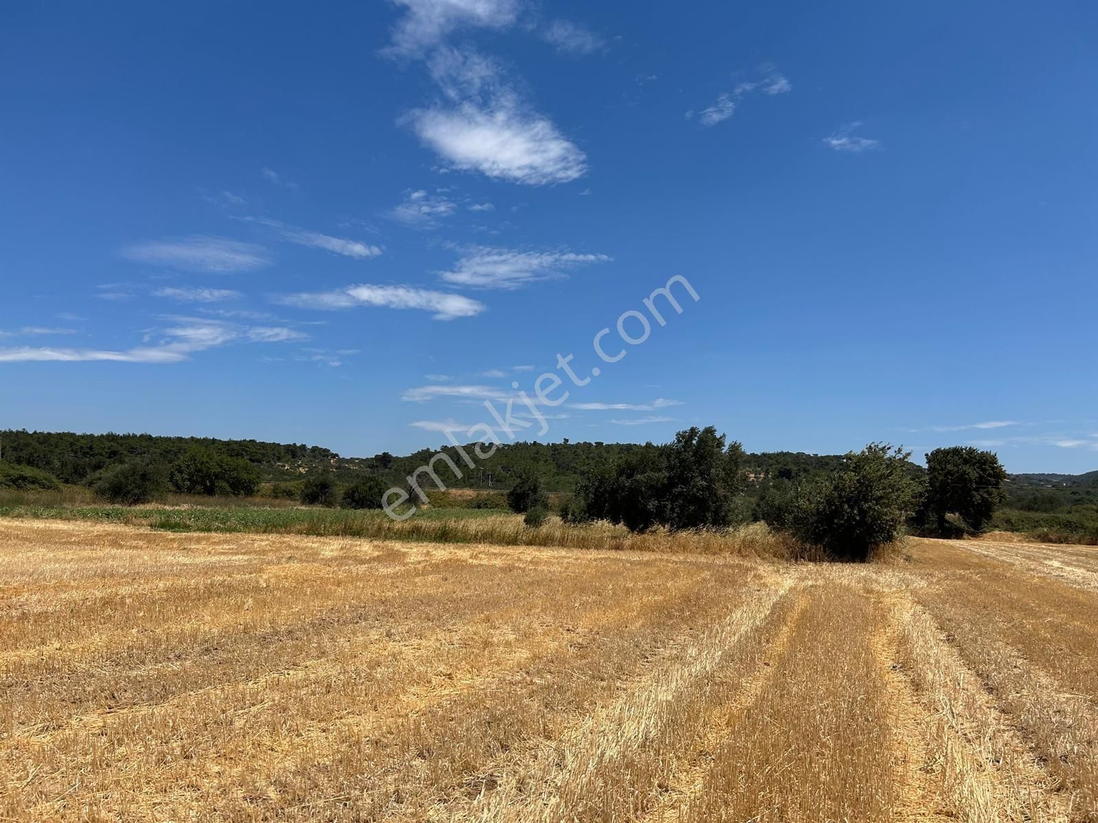 Bergama Kurfallı Satılık Tarla Satılık  müstakiltapu 