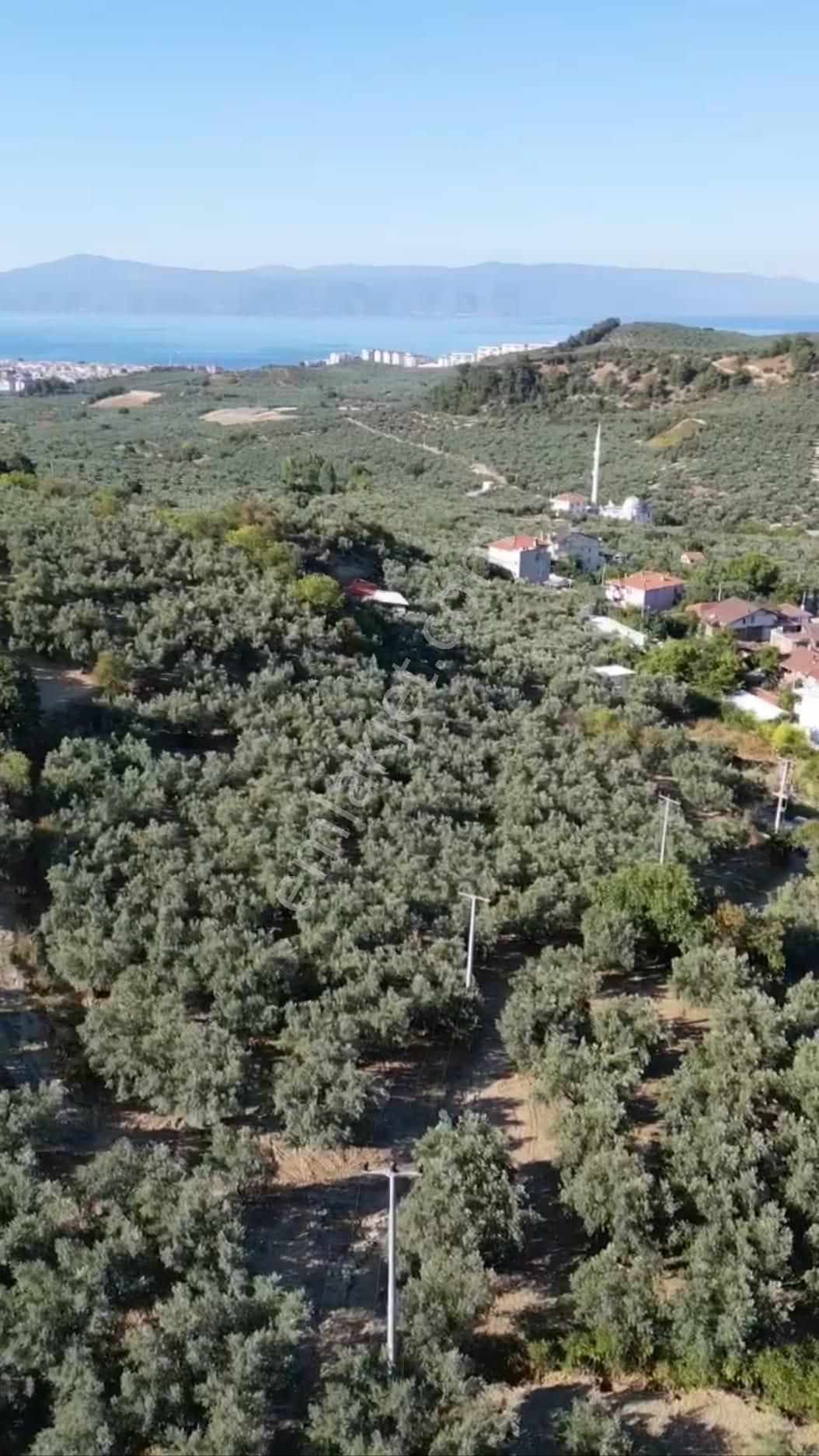 Mudanya Aydınpınar'da İmarlı Arsa - Görsel 15