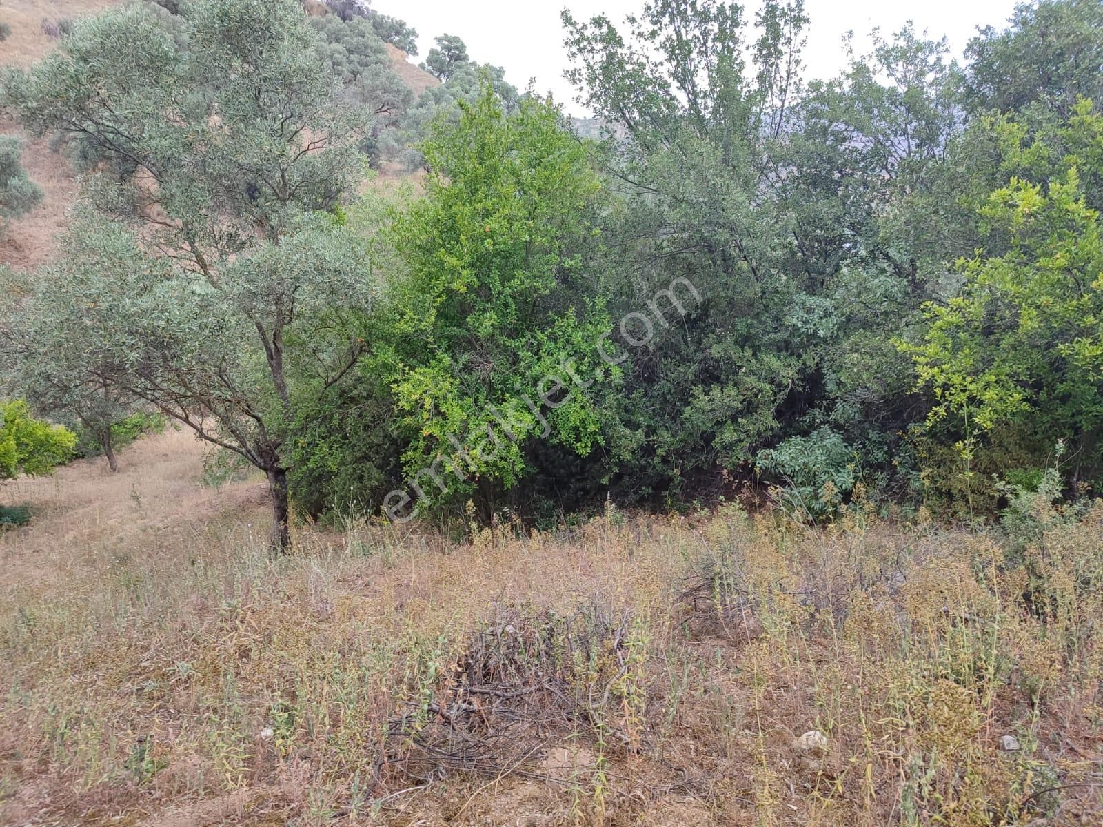Tombul Emlaktan Sailer Mahallesinde Satılık Zeytinlik - Görsel 8