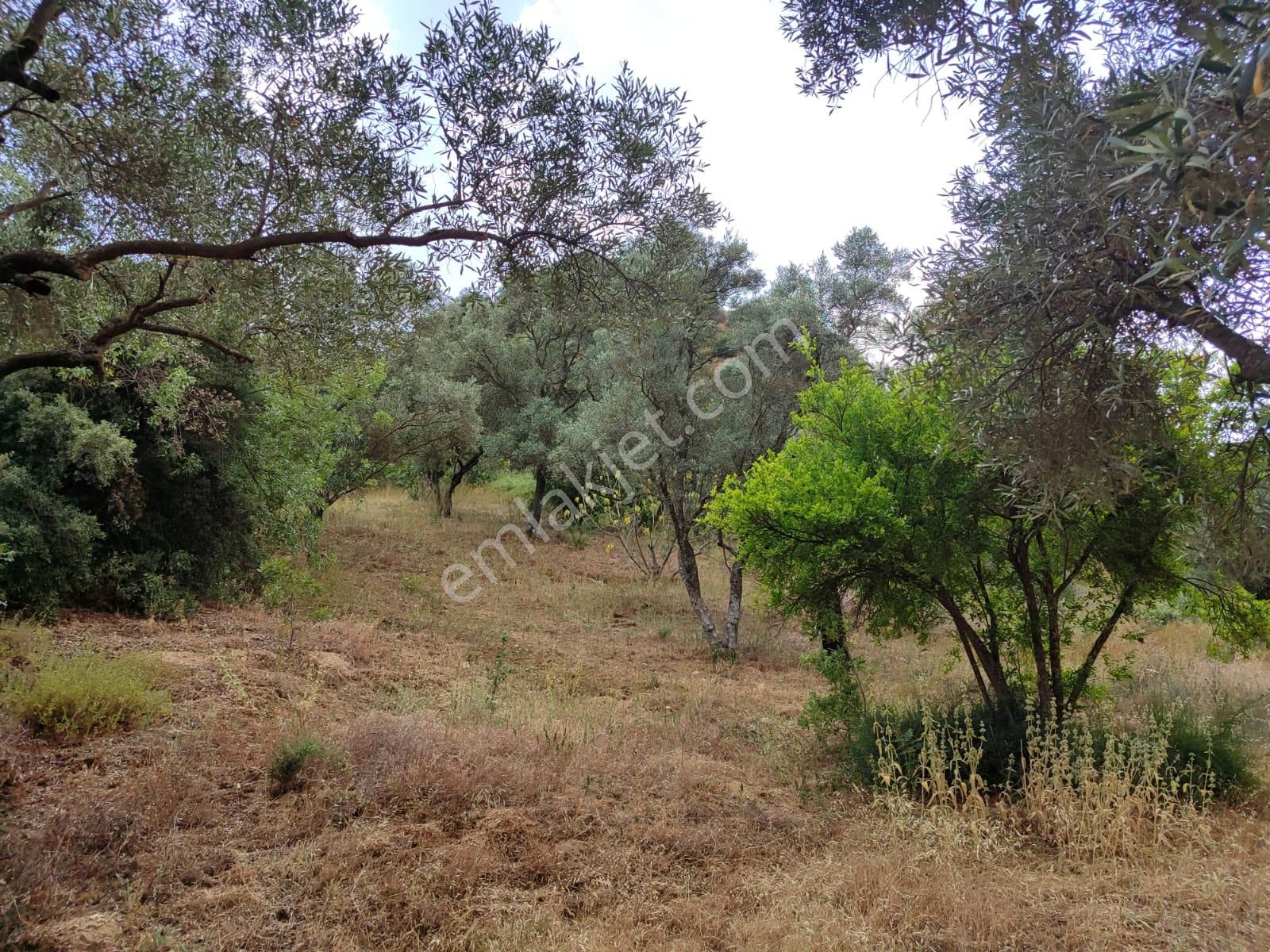 Tombul Emlaktan Sailer Mahallesinde Satılık Zeytinlik - Görsel 5