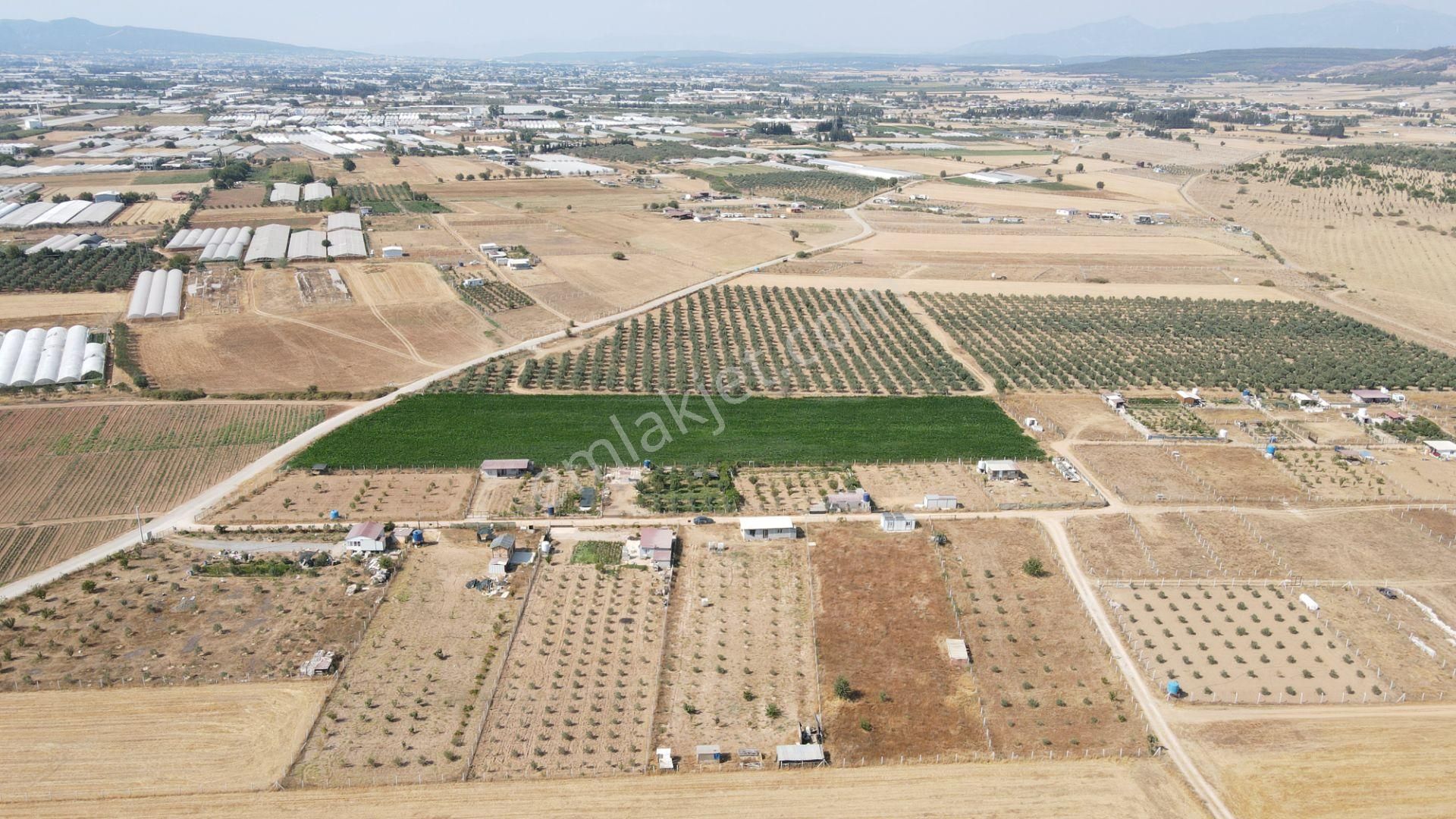 Menderes Develi'de Satılık 2.536 M2 Bahçe Elektrik Su 50 M2 Ev - Görsel 17