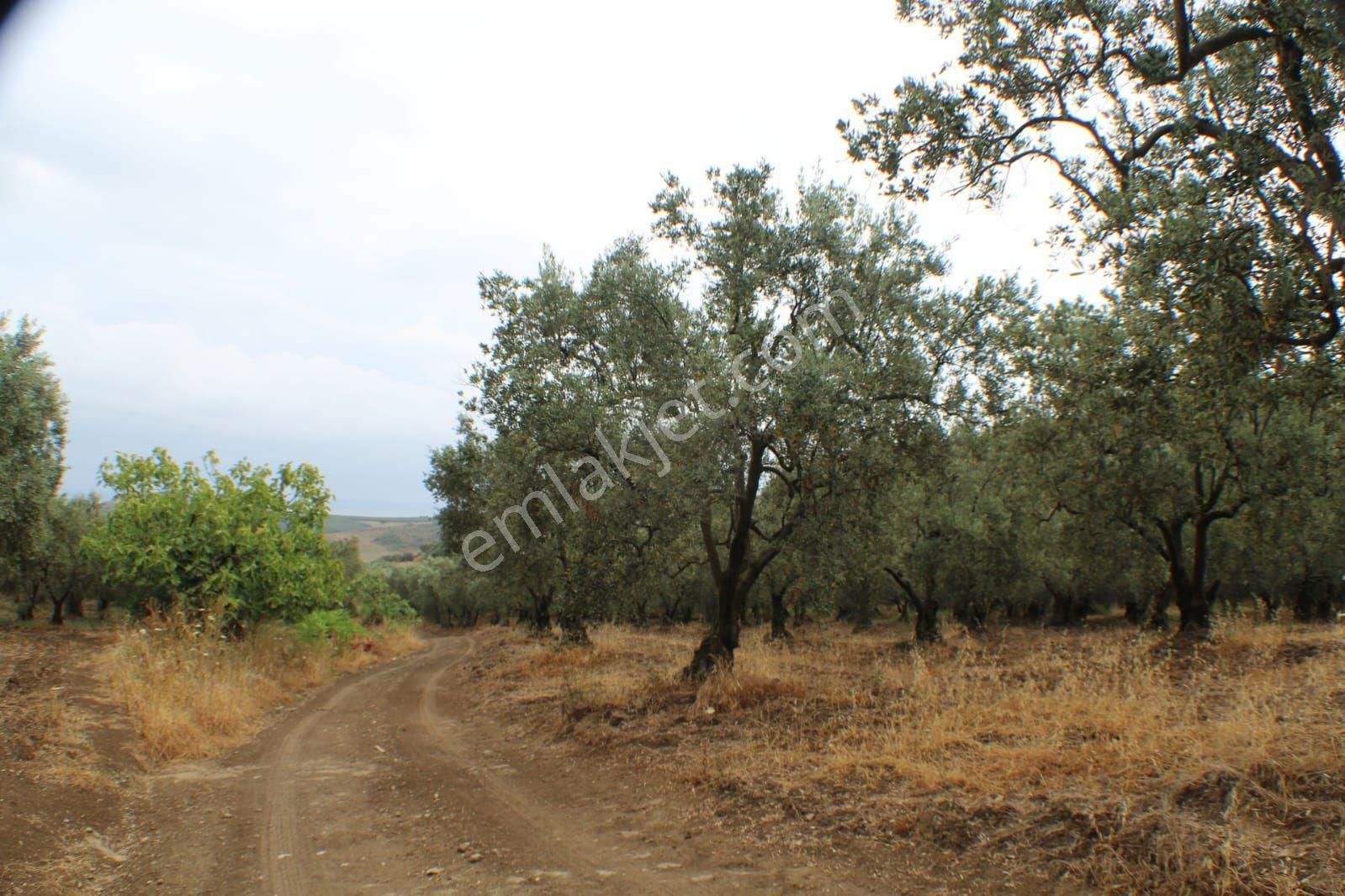 Bursa Mudanya Yalıçiftlik 9153 M2 Zeytinlik Satılık - Görsel 4