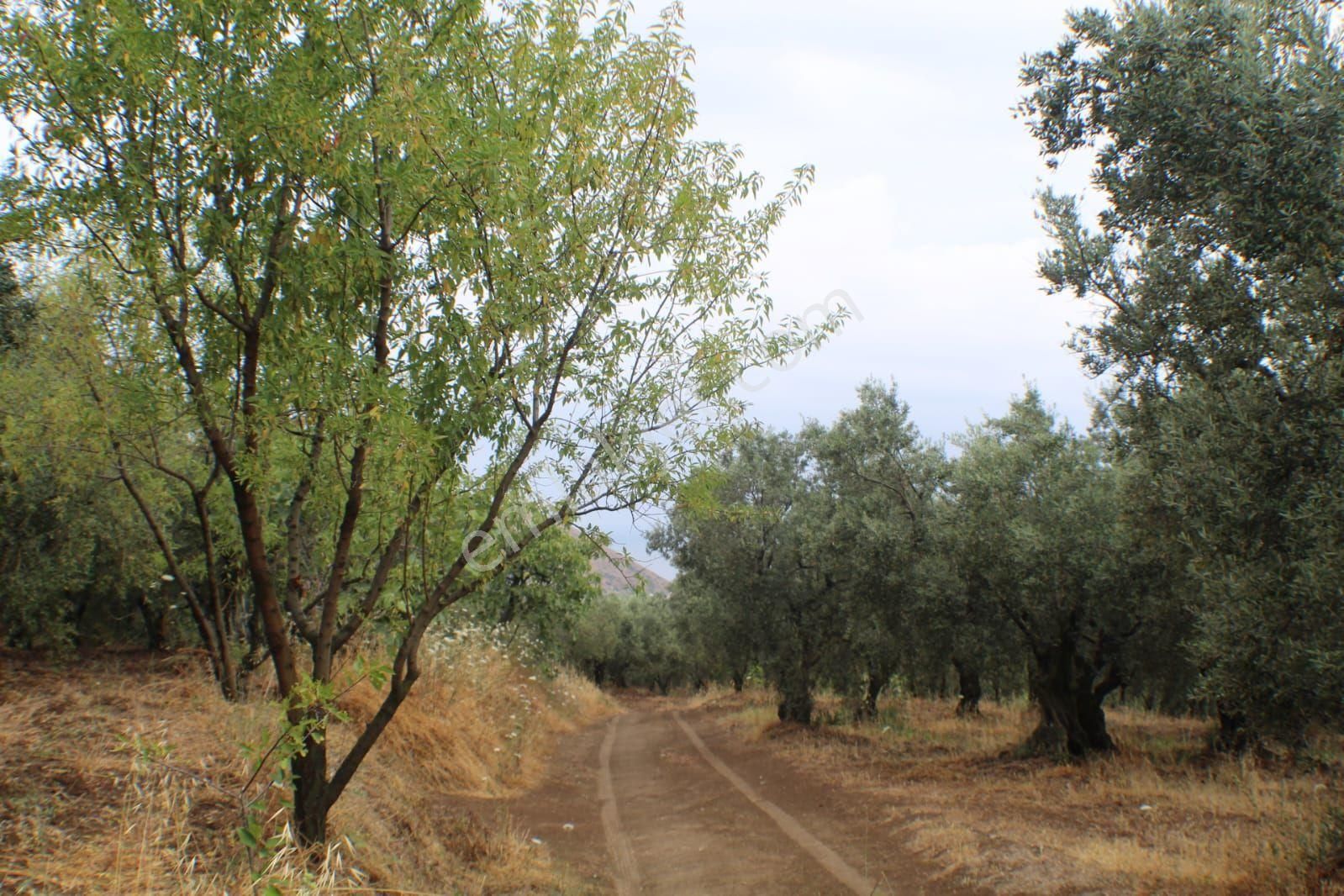 Bursa Mudanya Yalıçiftlik 9153 M2 Zeytinlik Satılık - Görsel 5
