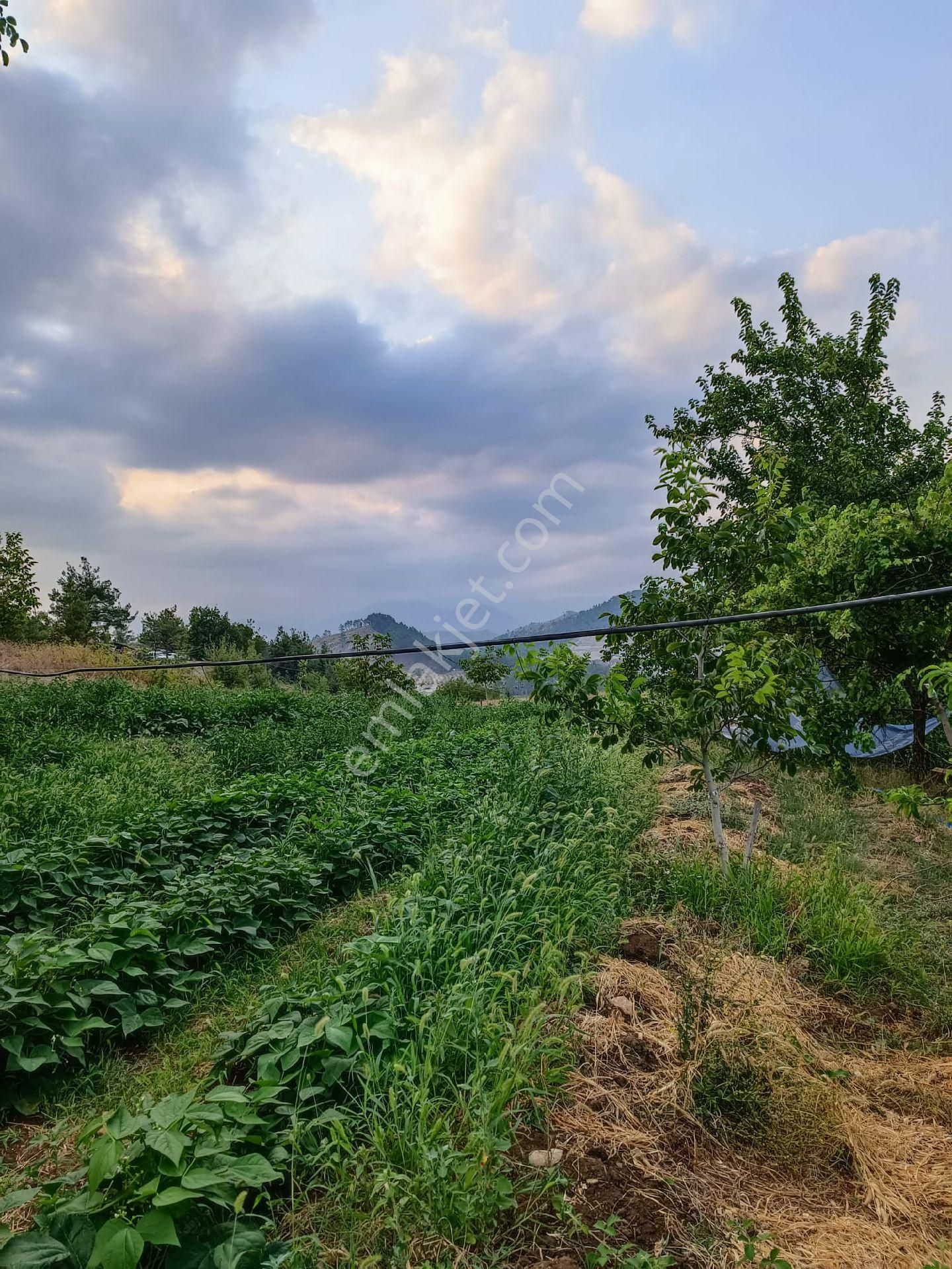 Aladağ Mansurlu Satılık Tarla 5253m² Hazır 65+ tane ceviz, su kuyulu üzüm bağlı hazır bir çok fidan yaylalık