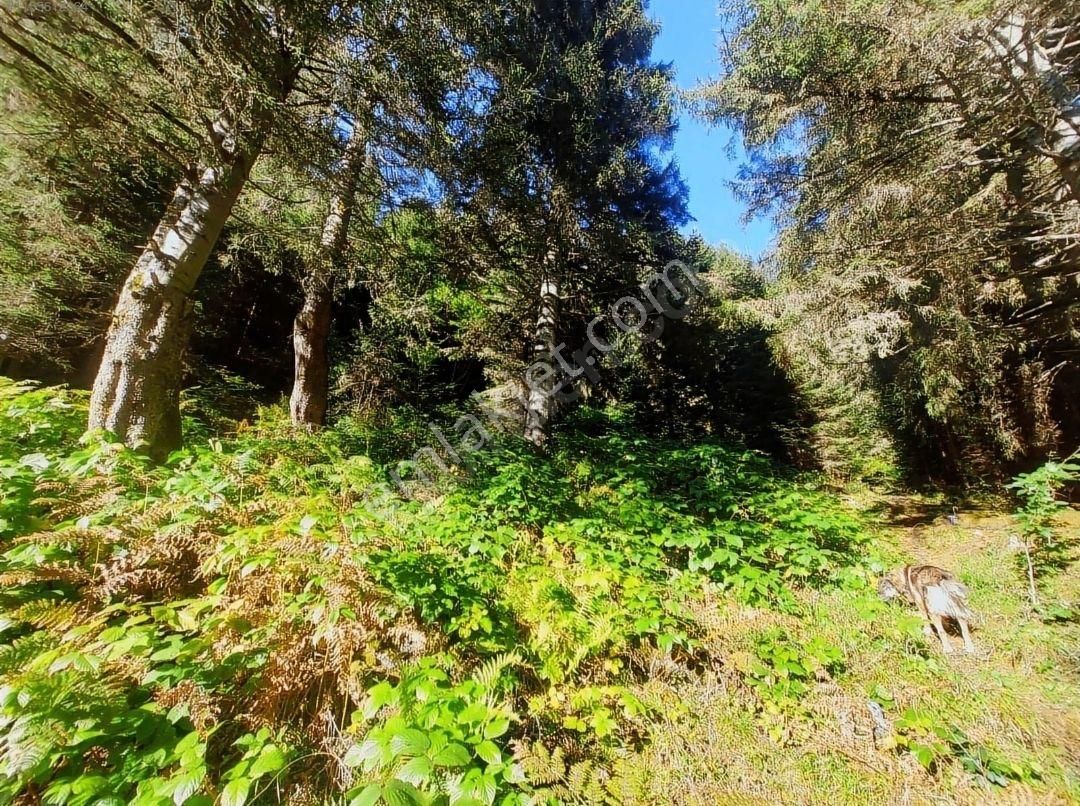 Ayder Yaylasında Yatırım İçin Uygun Arsa - Görsel 5