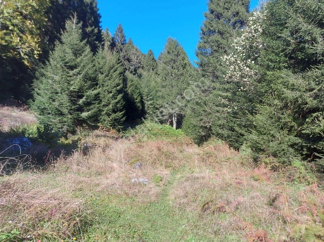 Ayder Yaylasında Yatırım İçin Uygun Arsa - Görsel 11