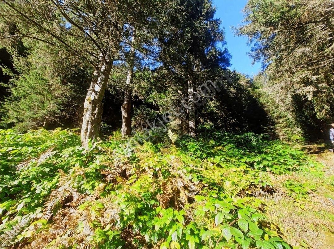 Ayder Yaylasında Yatırım İçin Uygun Arsa - Görsel 6