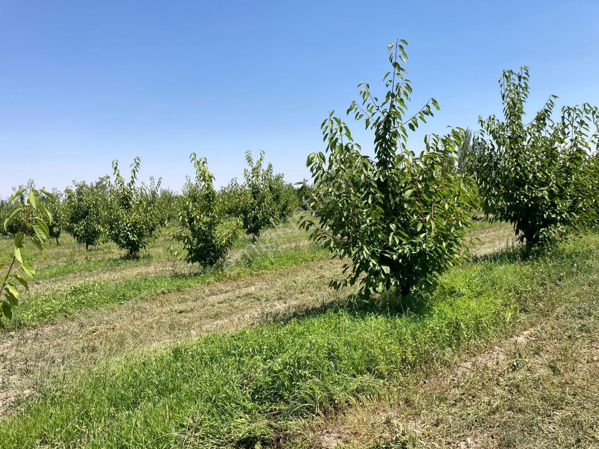 Sultandağı Dereçine Bld. (Camikebir) Satılık Bağ & Bahçe Satılık Kiraz Bahcesi