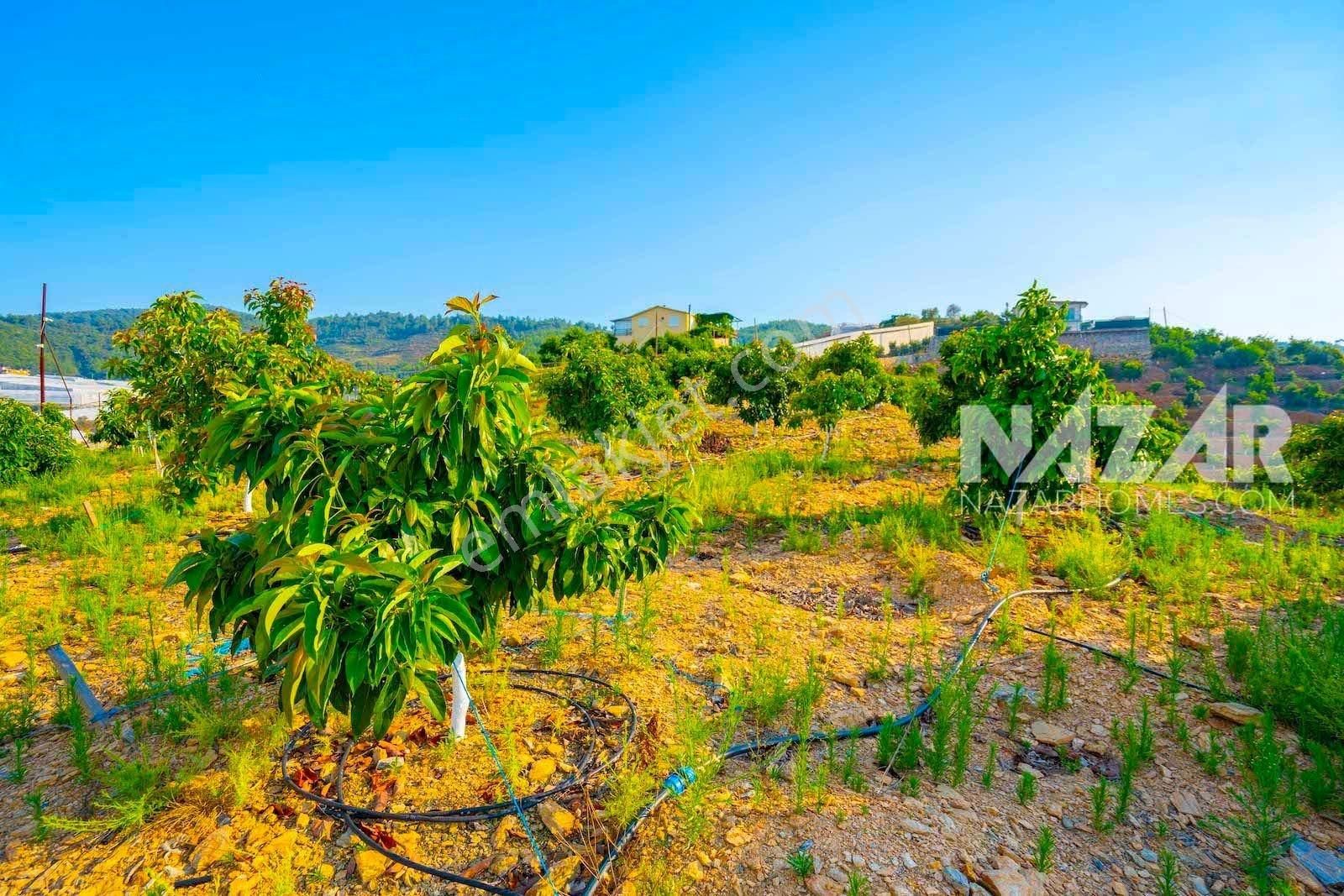 Alanya Uğrak Satılık Tarla Alanya Uğrak’da 12.608 m² Satılık Tarla - Avokado Bahçesi