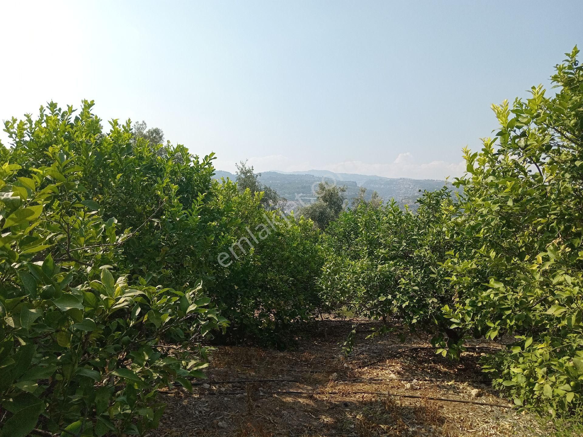 Erdemli Pınarbaşı Satılık Tarla Mersin Erdemli Çiftıpınar Mahallesinde Acil Satılık Limon Bahçesi-tarla