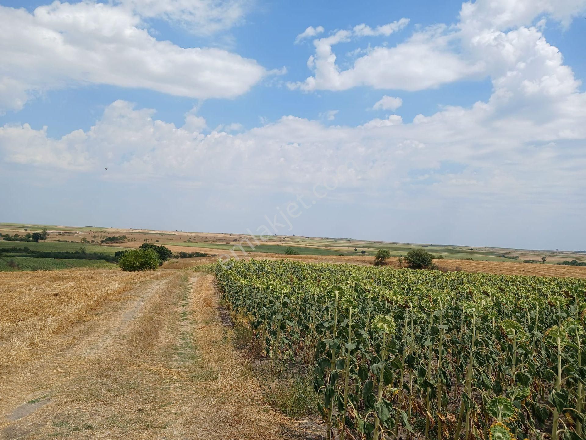 Hayrabolu Çıkrıkçı Satılık Tarla TEKİRDAĞ HAYRABOLU ÇIKRIKÇI DA ÇAPLI MUVAFAKATLİ 