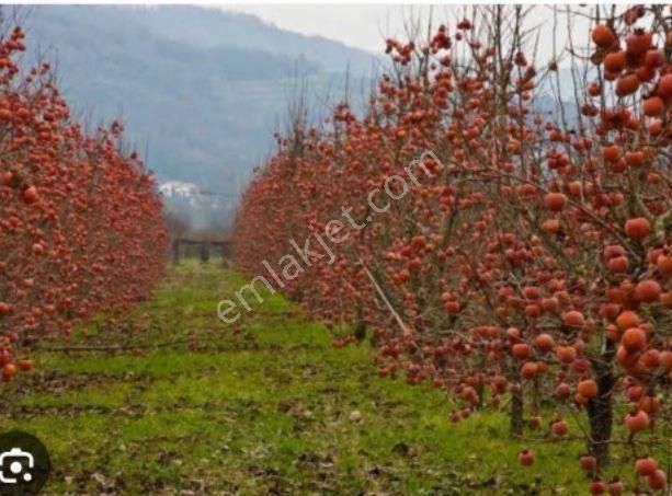 Karaisalı Karakuyu Satılık Bağ & Bahçe Sabahtan 34.5 Dönüm  satılık Bahce