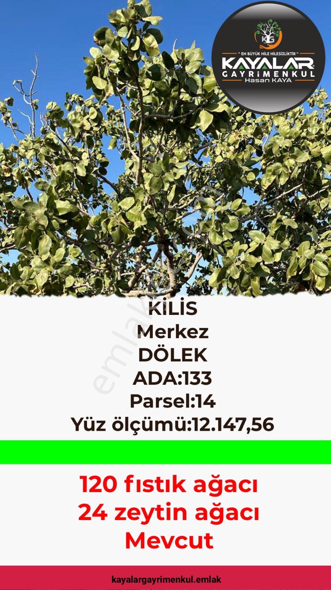 Kilis Merkez Dölek Köyü Satılık Arazi ✅KİLİS ✅DÖLEK ✅ADA:134 ✅PARSEL:14 ✅12 DÖNÜM ✅50 60 YILLIK FISTIK AĞACI MEVCUT ✅120 FISTIK 24 ZEYTİN 