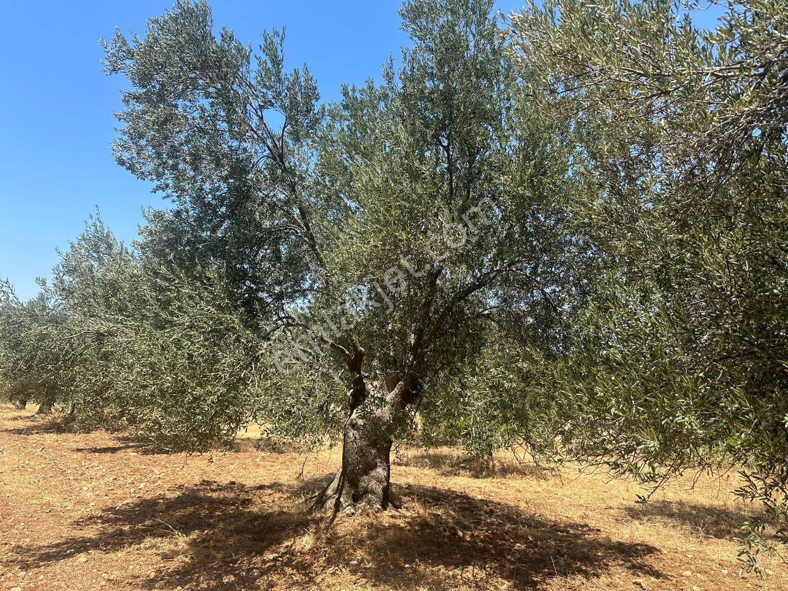 Ayvada'dan Ayvalık Kazımkarabekir 4 Dönüm Bakımlı Zeytinlik - Görsel 5
