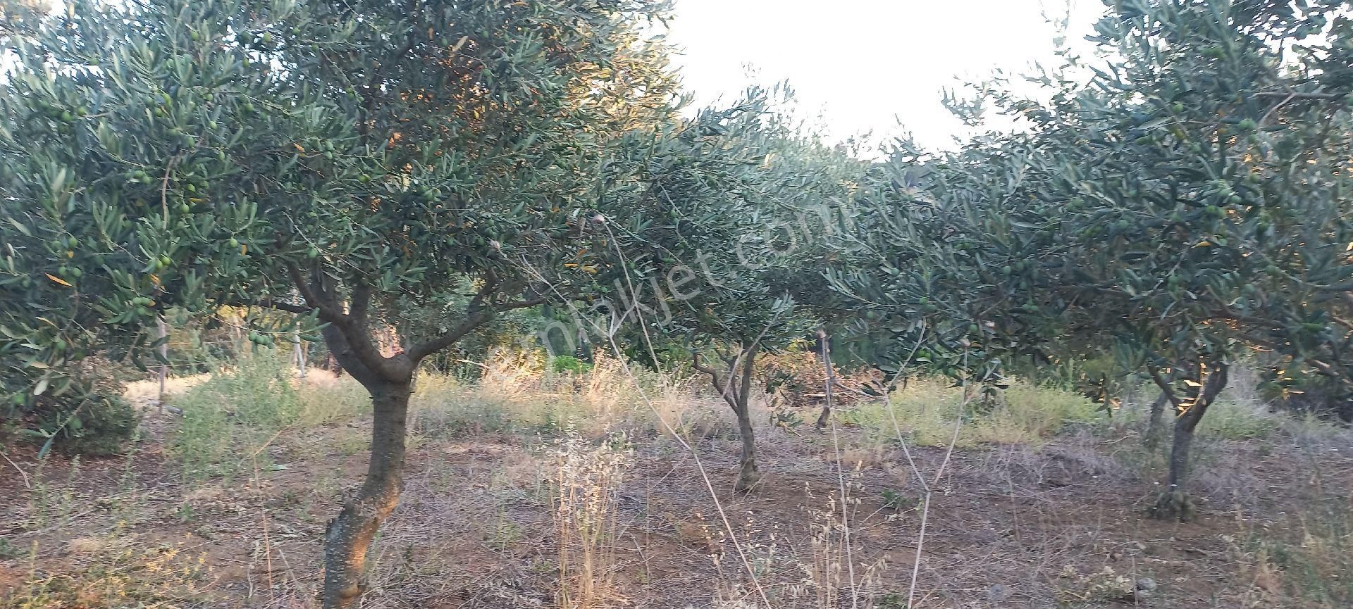 Bergama Kozluca Satılık Zeytinlik Satılık  müstakiltapu  