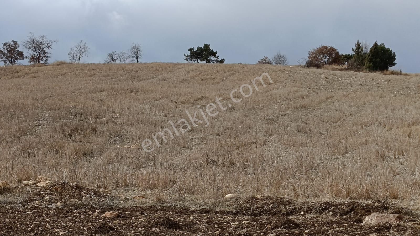 Bozüyük Akpınar Satılık Tarla Çok Güzel Konumda Sanayi İmarına Açılmayı Bekleyen Tarla