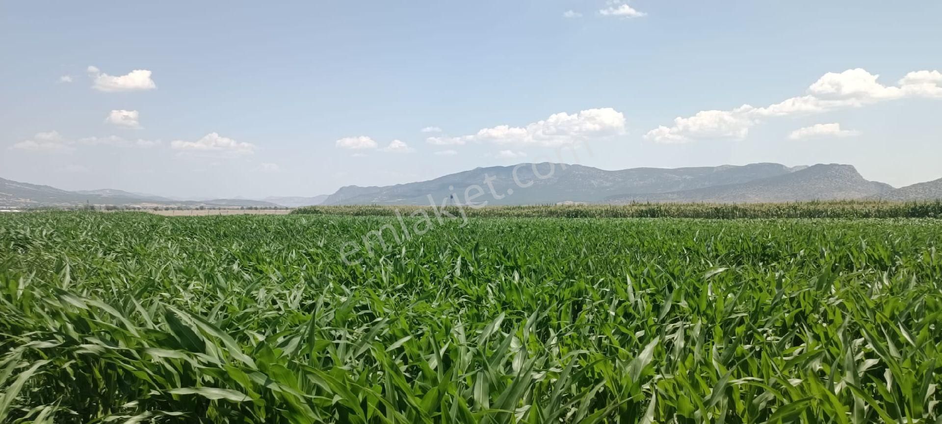 Bucak Ürkütlü Köyü (Pazar) Satılık Tarla BURDUR BUCAK ÜRKÜTLÜ MERAYA CEPHE TAPULU SATILIK MÜSTAKİL TARLA 