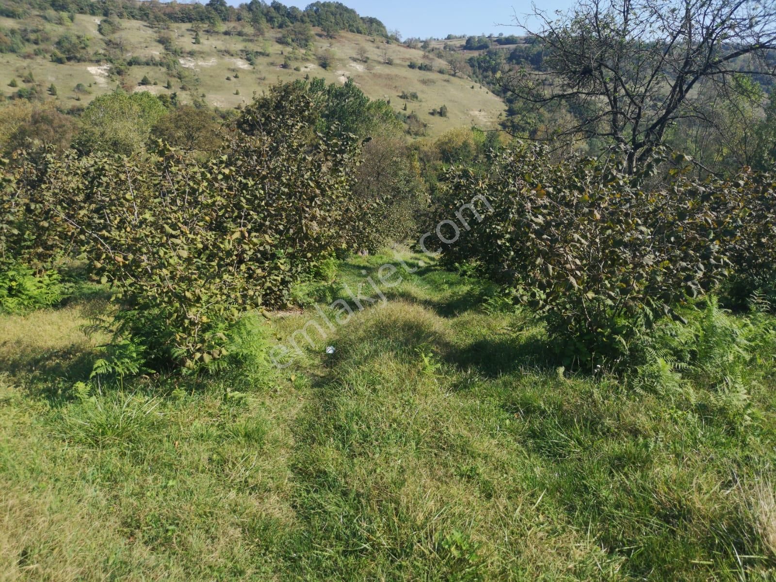 Kaynarca Gürpınar Satılık Tarla Kaynarca Gürpınarda 1690m Satılık Düşeş Fındık Bahcesi No:481