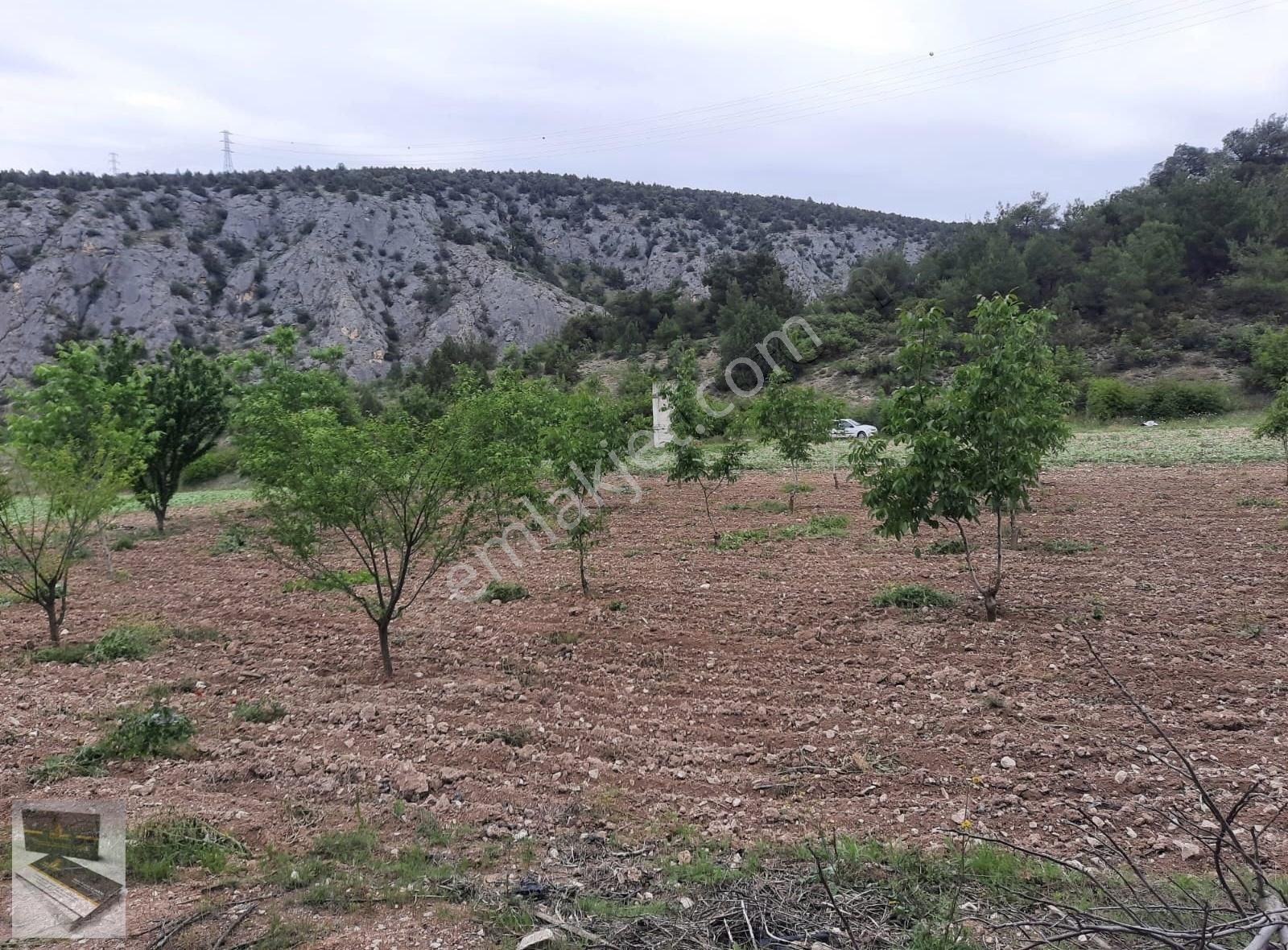 Bilecik Gölpazarı Küçük Yenice 3739 M2 Cevizlik (takas Olur)