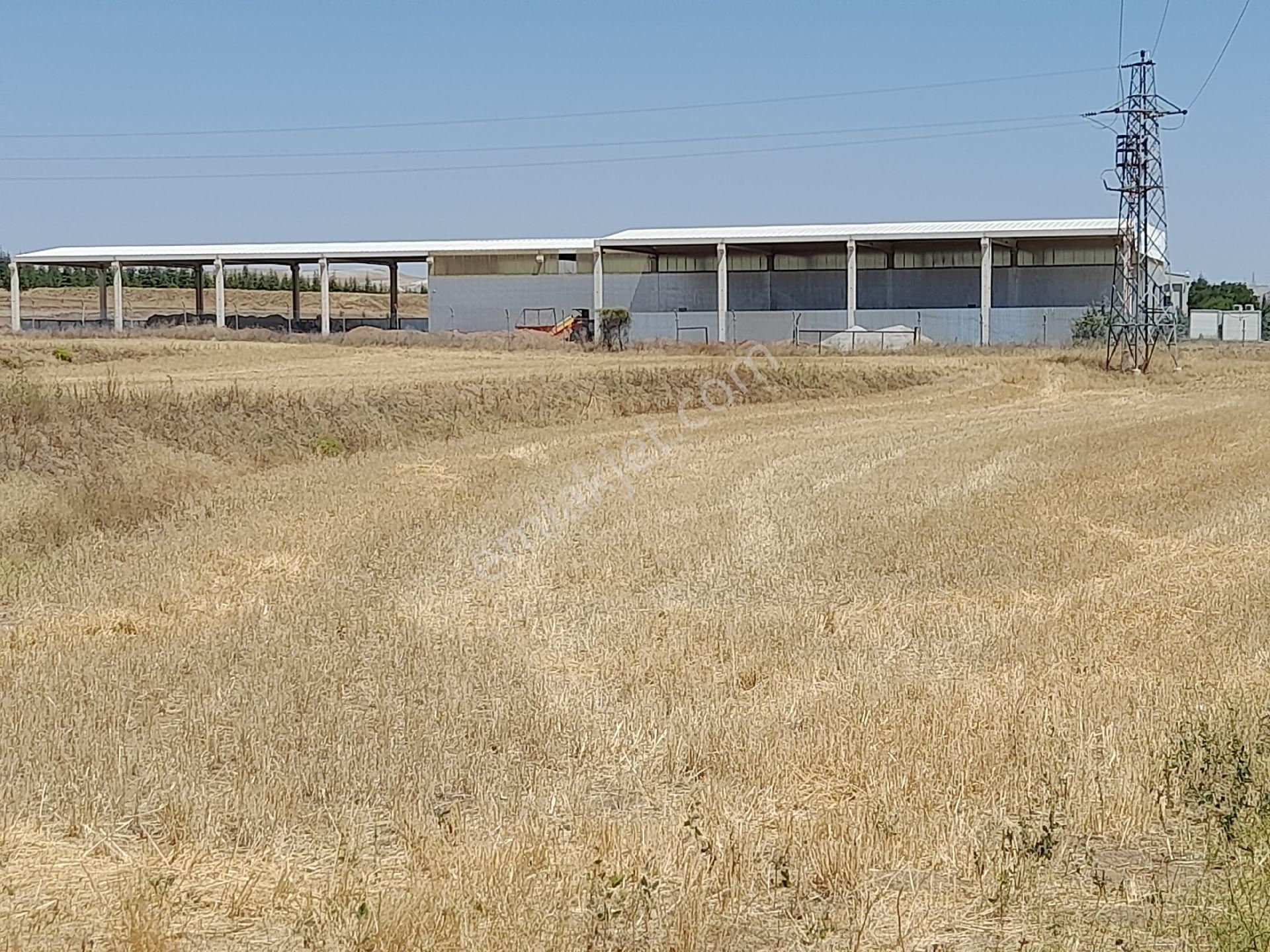 Ayaş Gökler Satılık Tarla SATLIK ANKARA AYAŞ GÖKLER 