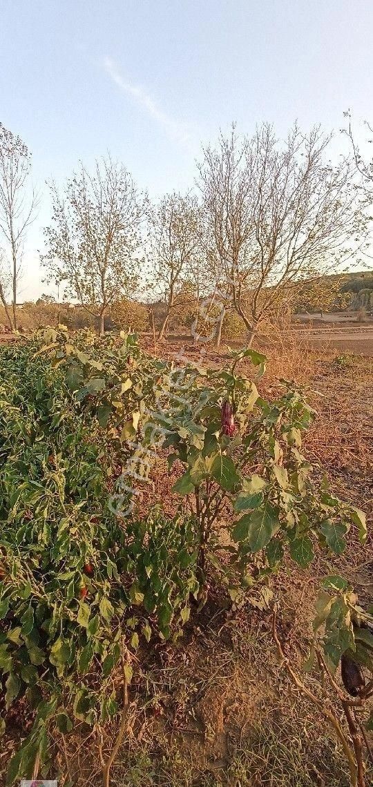 Tekirdağ Karacakılavuz Köyünde Yola Cepheli Harika Tarla