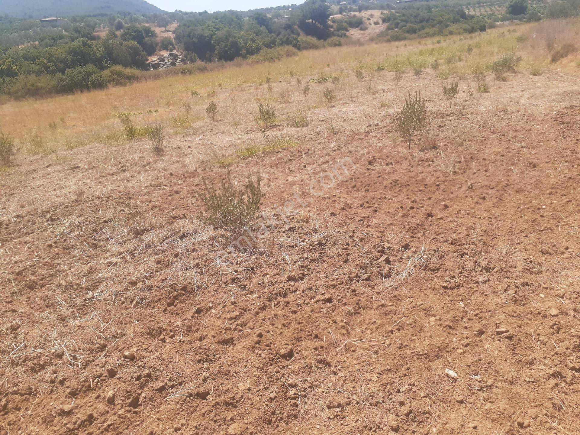 Kuşadası Yeniköy Satılık Tarla kusadasi yenikoy mah satilik tarla