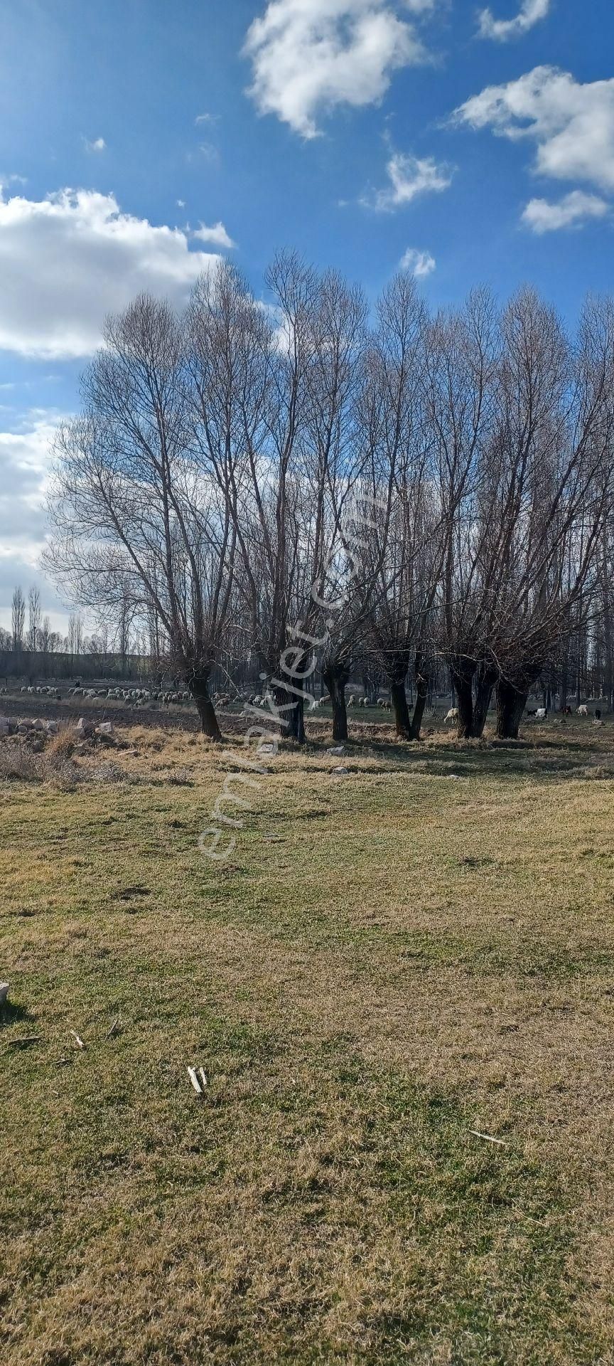 Güzelyurt Selime Bld. (Yeni) Satılık Tarla Güney Gayrimenkulden Selimede Piknik Alanı Bölgesinde 1023 M2 Satılık Tarla