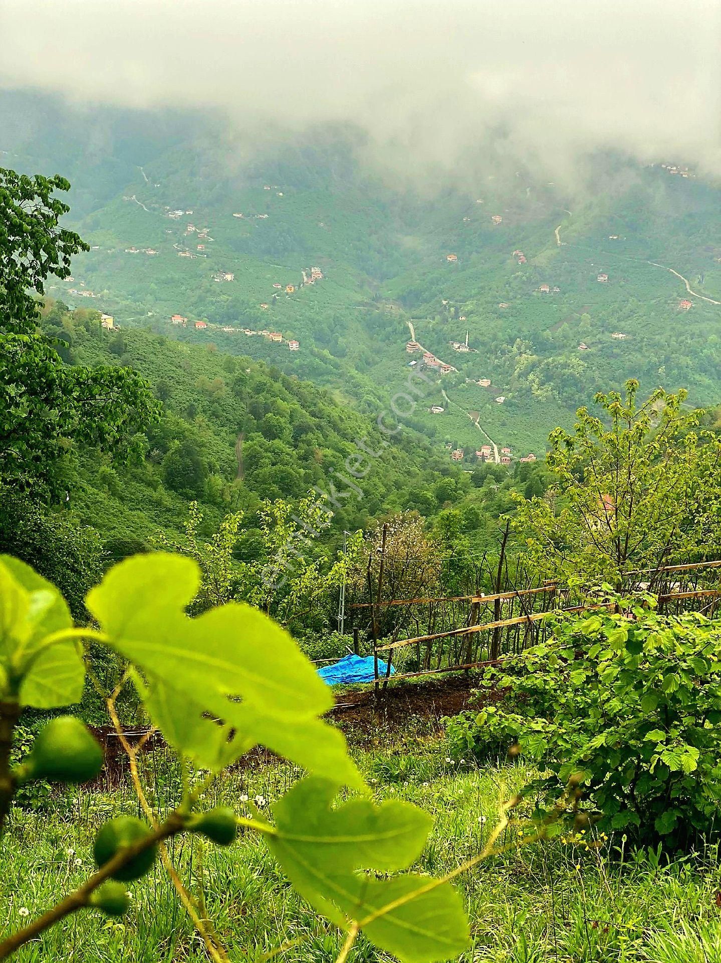 Vakfıkebir İshaklı Satılık Bağ & Bahçe Trabzon Vakfıkebir İshaklı'da 1.544 M2 Tarla Fındık Bahçesi. Denize 7 Km. Açıklamayı Okuyup Arayınız