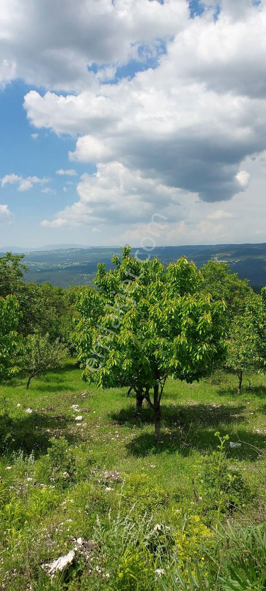 Keles Yazıbaşı Satılık Bağ & Bahçe Satılık Kiraz Bahçesi