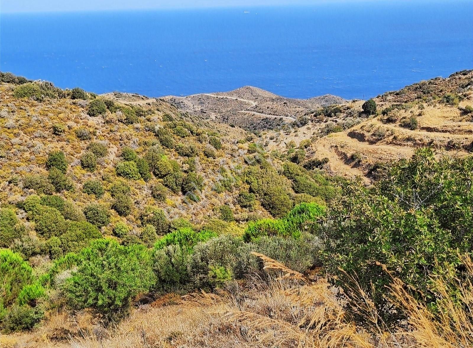 Karaburun Sarpıncık Satılık Tarla KARABURUN SARPINCIK MAHALLESİN DE MUHTEŞEM KONUMDA TARLA