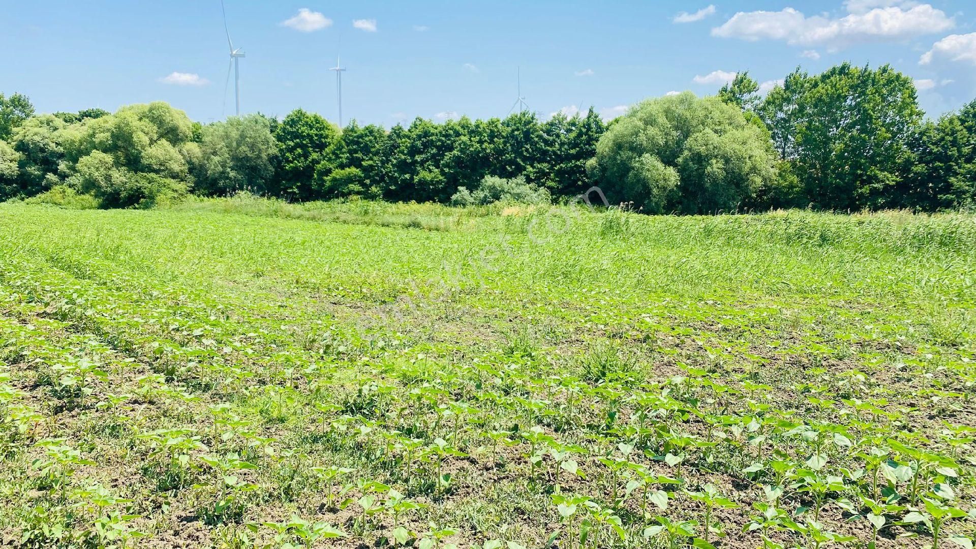 Silivri Büyük Kılıçlı Satılık Tarla satılık 1350 m2 yer konteynır yapımına Uygun elektrik su mevcut 