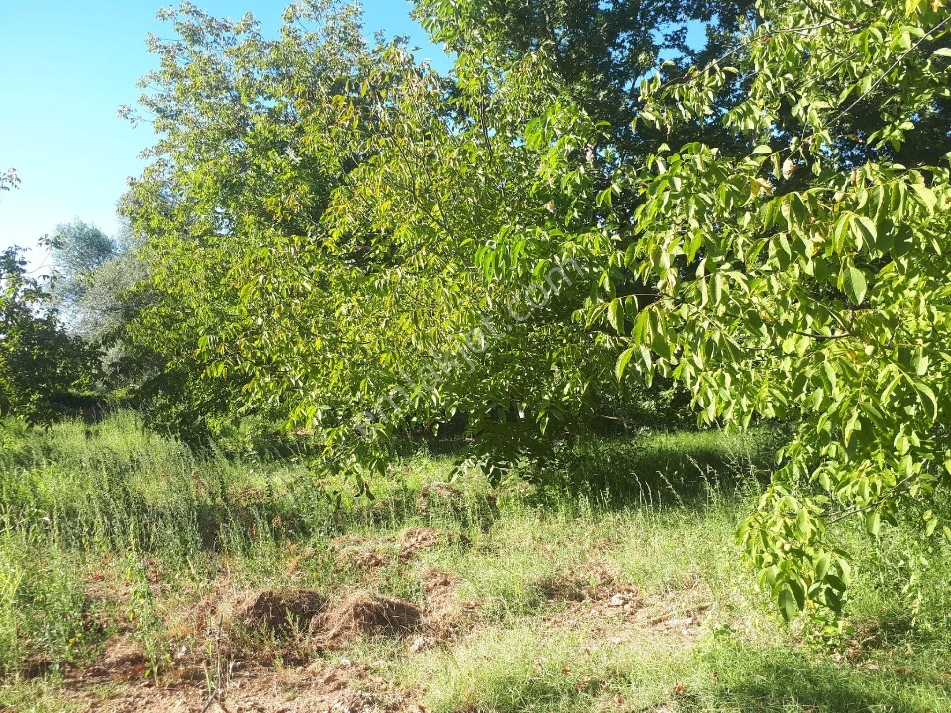 Yenice Bekten Köyü Satılık Tarla  YENİCE BEKTEN KÖYÜ SATILIK CEVİZLİK