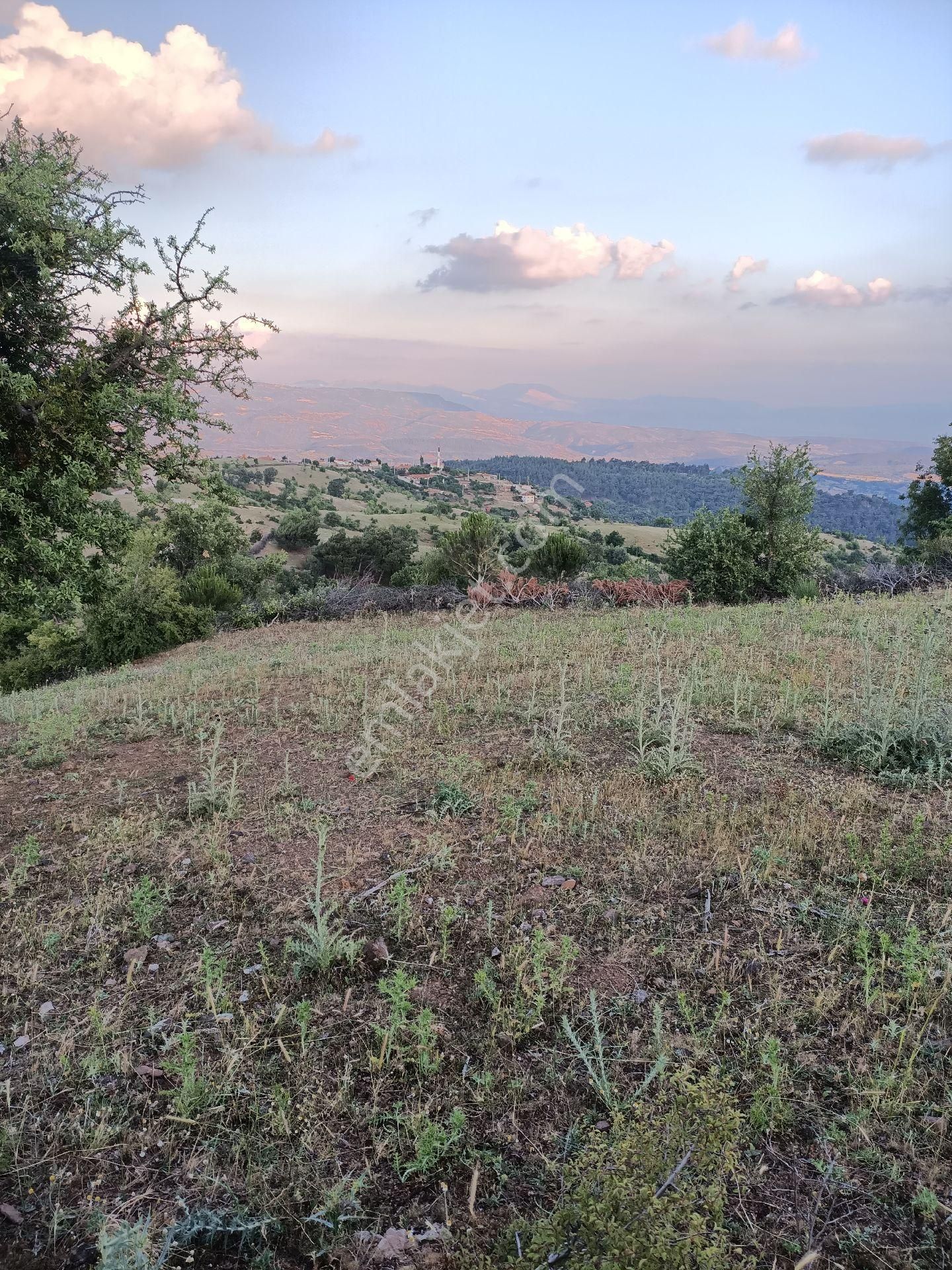 Bergama Halilağalar Satılık Tarla İzmir Bergama Acil satılık Tarla Halilağalar köyü