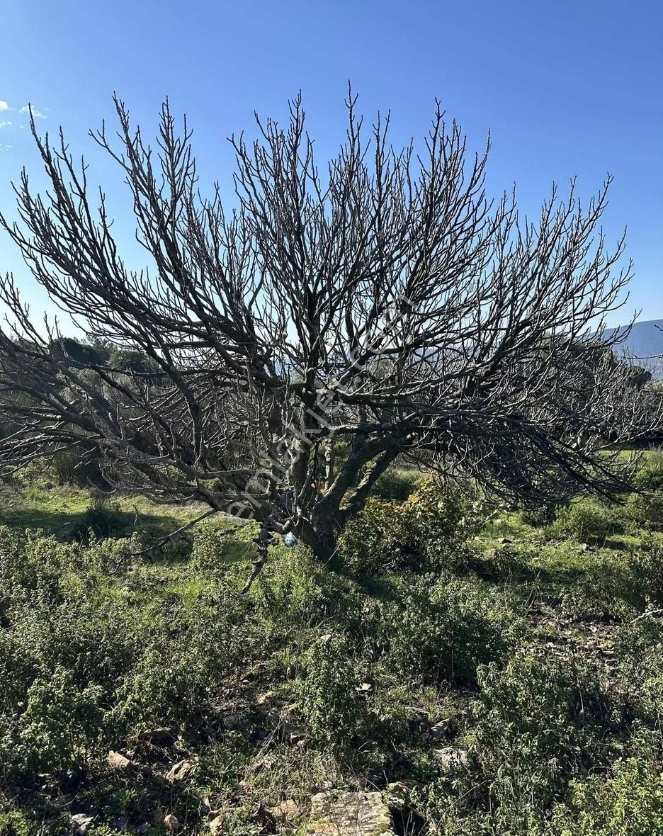 Milas Selimiye'ye 10 Dk Mesafede Tamamı Düzlük Fırsat Arazi - Görsel 2
