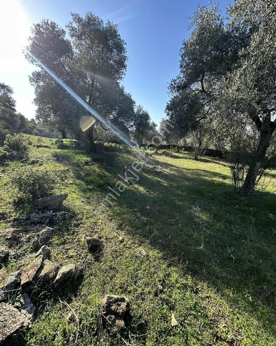 Milas Selimiye'ye 10 Dk Mesafede Tamamı Düzlük Fırsat Arazi - Görsel 15