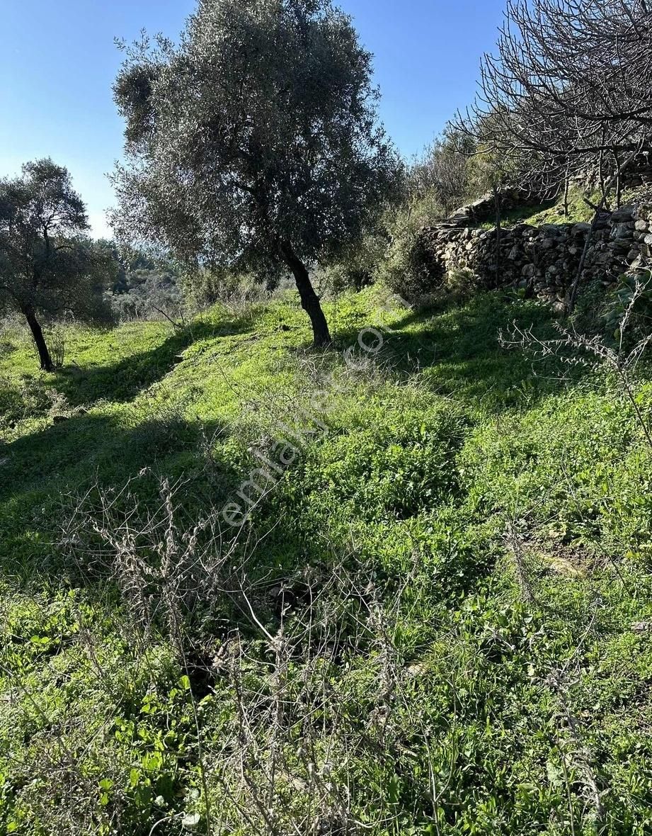 Milas Selimiye'ye 10 Dk Mesafede Tamamı Düzlük Fırsat Arazi - Görsel 3