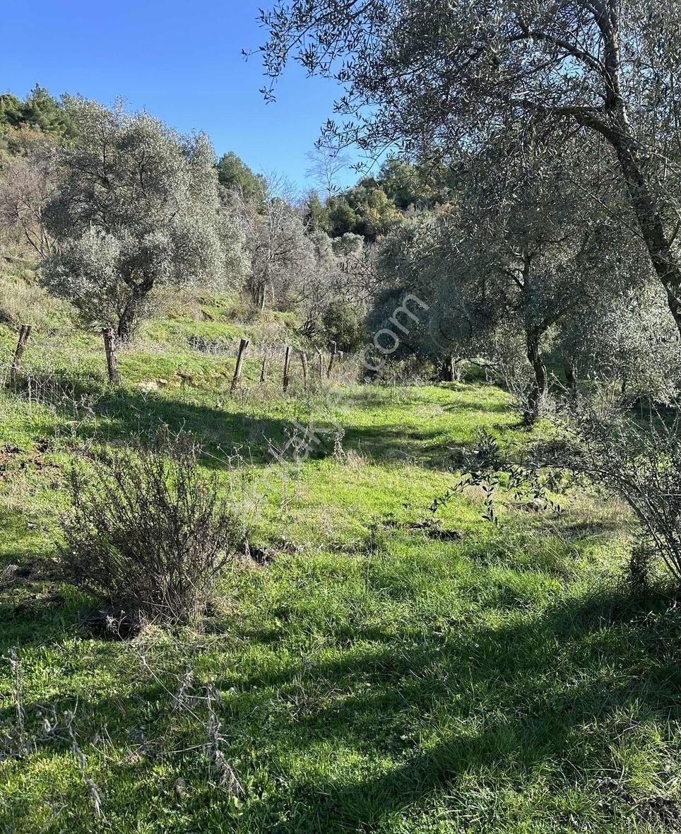 Milas Selimiye'ye 10 Dk Mesafede Tamamı Düzlük Fırsat Arazi - Görsel 20