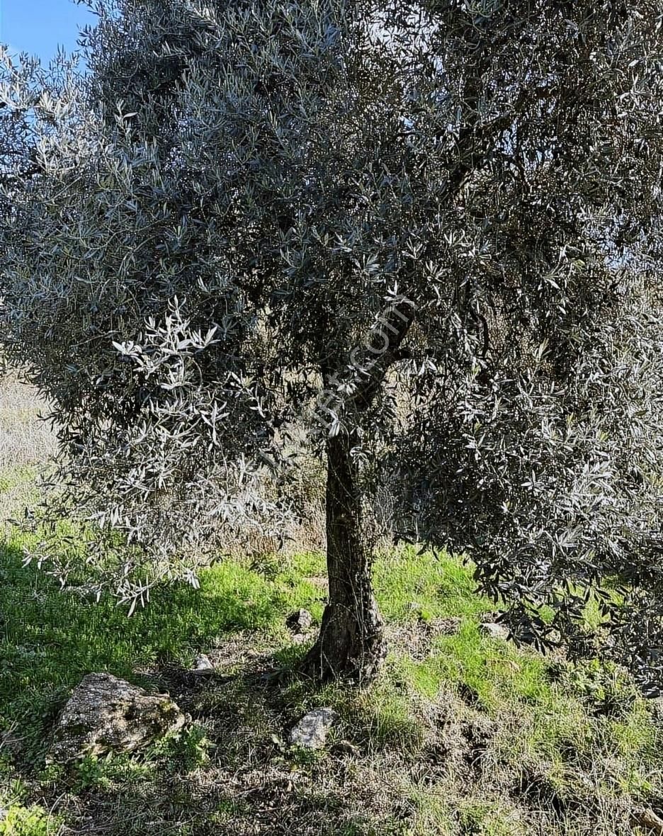 Milas Selimiye'ye 10 Dk Mesafede Tamamı Düzlük Fırsat Arazi - Görsel 34