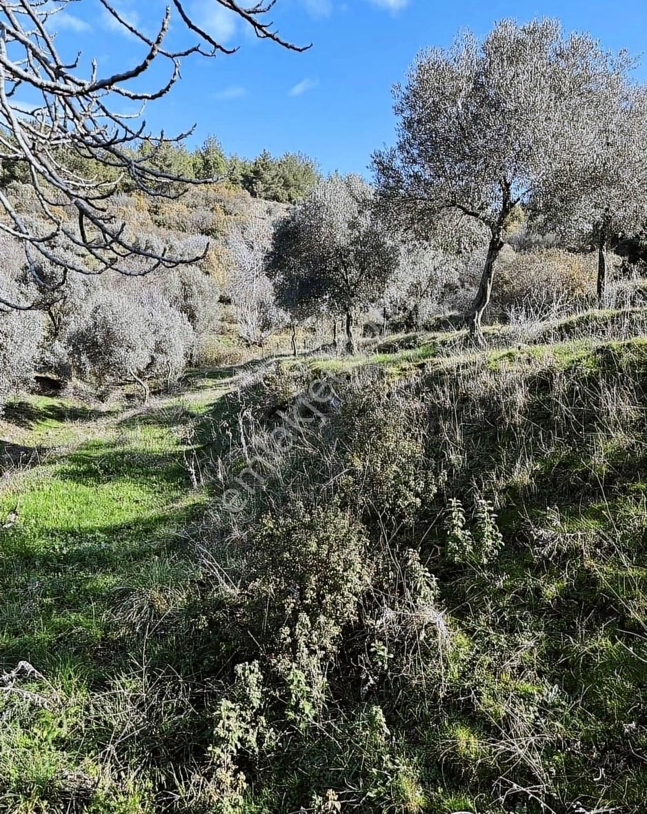 Milas Selimiye'ye 10 Dk Mesafede Tamamı Düzlük Fırsat Arazi - Görsel 28
