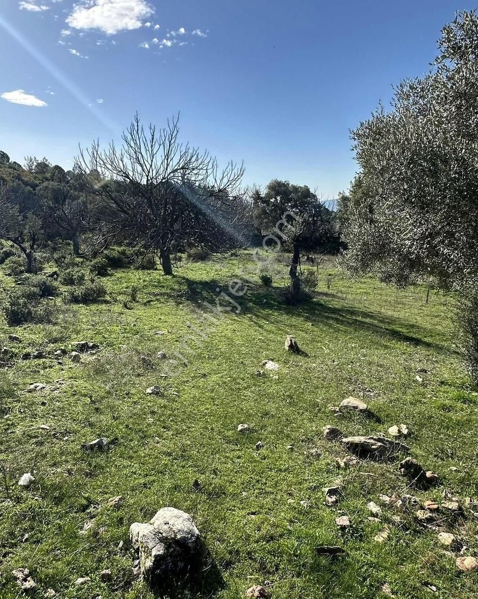 Milas Selimiye'ye 10 Dk Mesafede Tamamı Düzlük Fırsat Arazi - Görsel 29